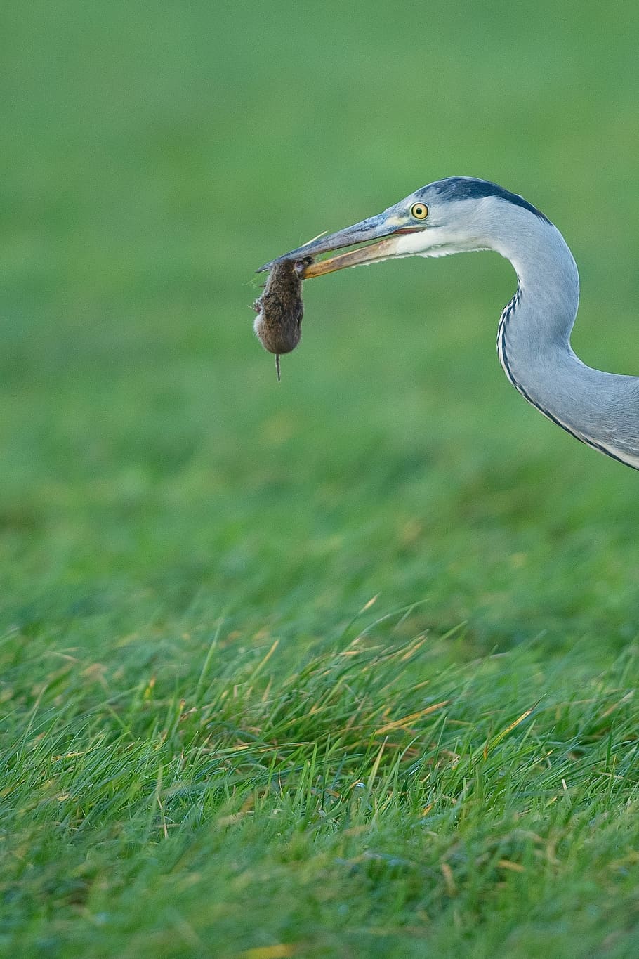 macro shot of bird carrying worm, long beak bird bites rodent HD wallpaper