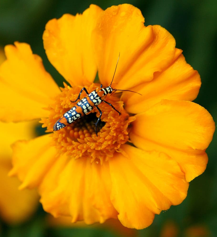 orange and white insect on orange petal flower, ailanthus webworm moth HD wallpaper