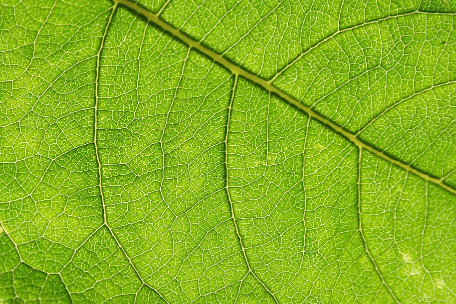 green plant leaf, sheet, texture, nature, fresh, backgrounds HD wallpaper