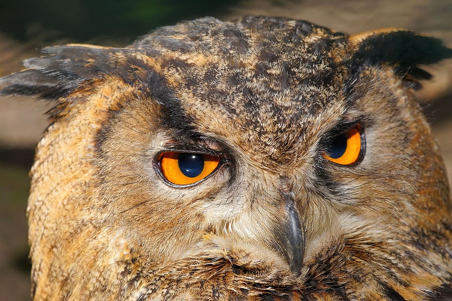 brown owl, eagle owl, bird, raptor, bird of prey, lighted eyes HD wallpaper