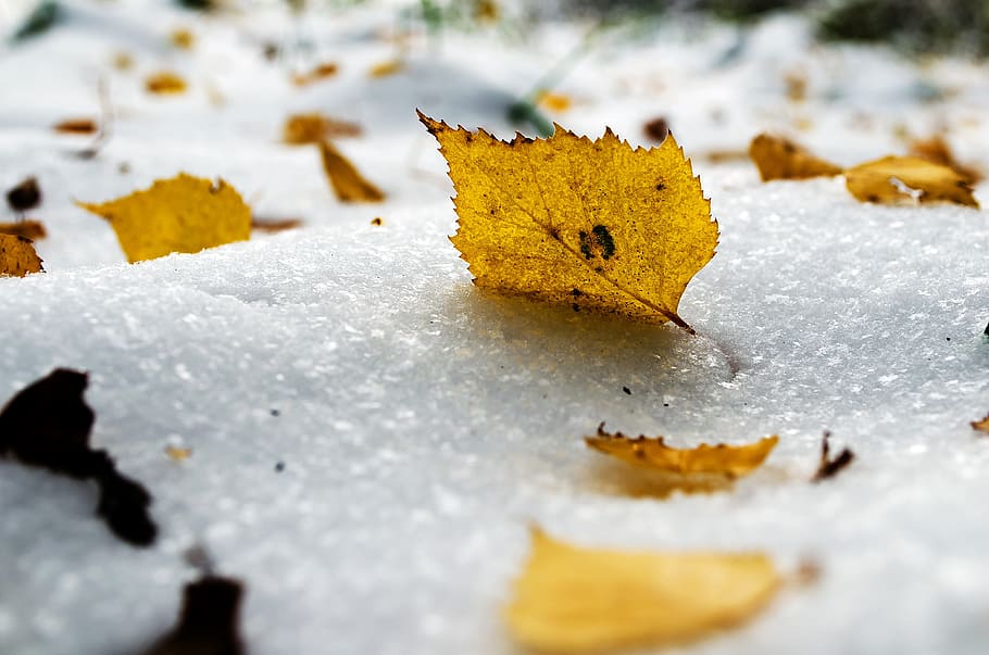 Snow, Yellow, Leaf, Seasons, Winter, cold, autumn nature, macro HD wallpaper