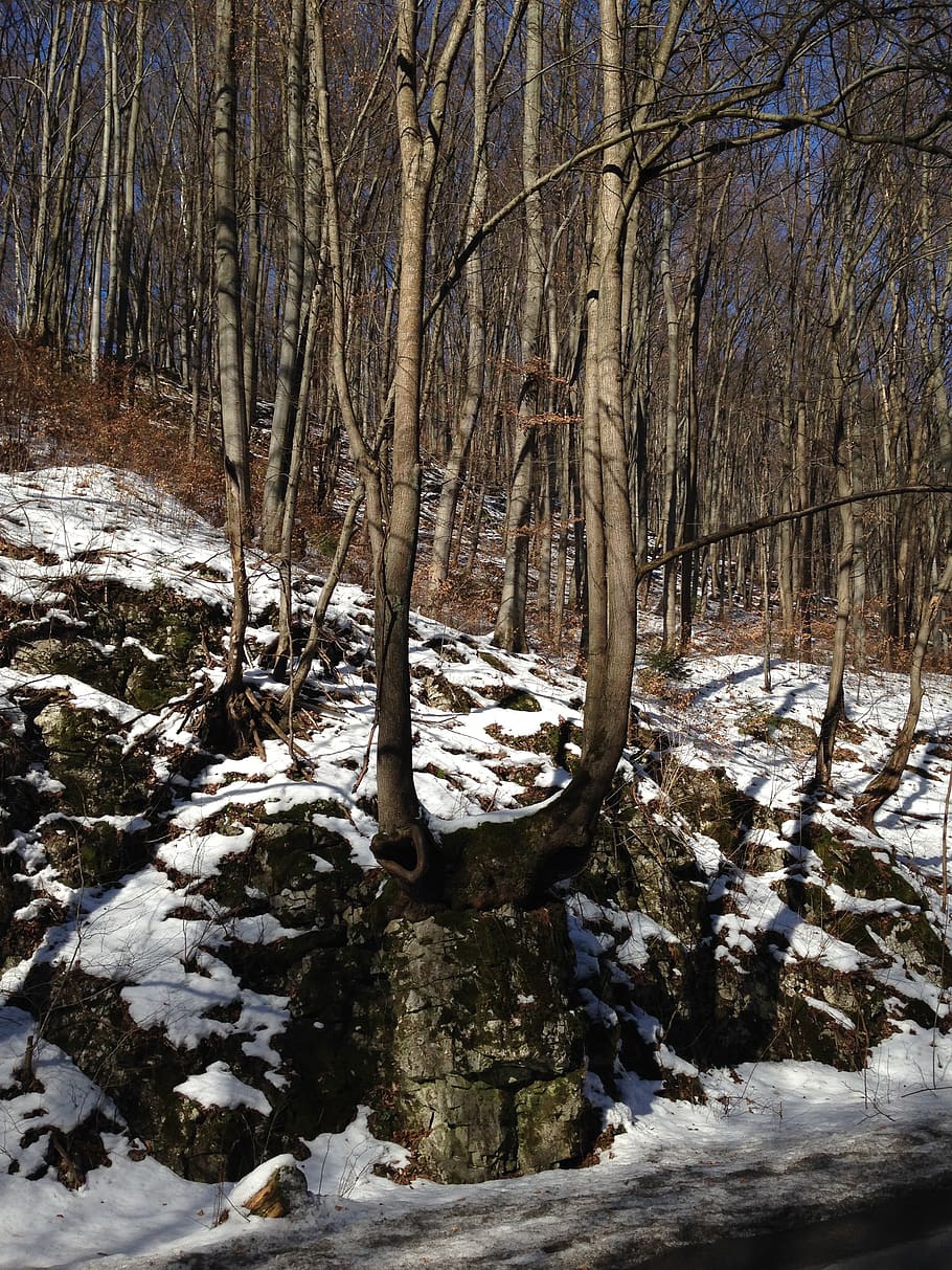 tree, forest, nature, snow, view, landscape, rock, winter, cold temperature HD wallpaper