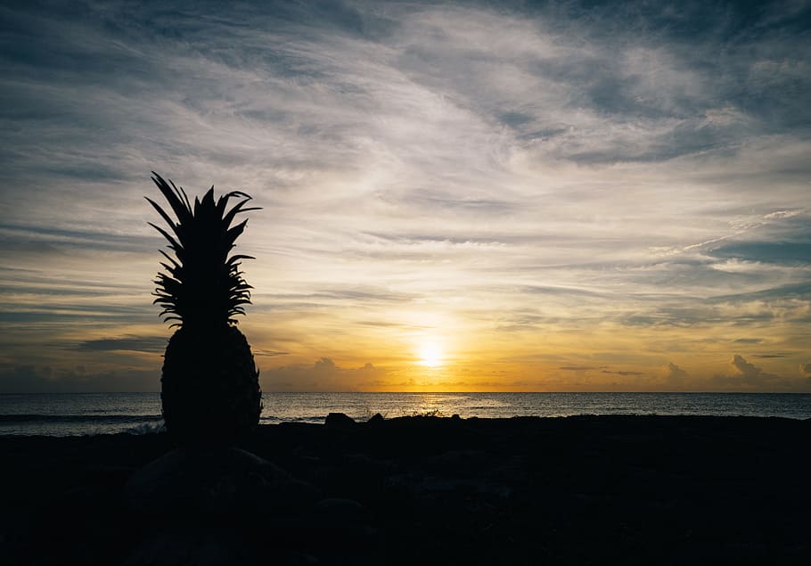 pineapple, dessert, appetizer, fruit, juice, crop, silhouette HD wallpaper