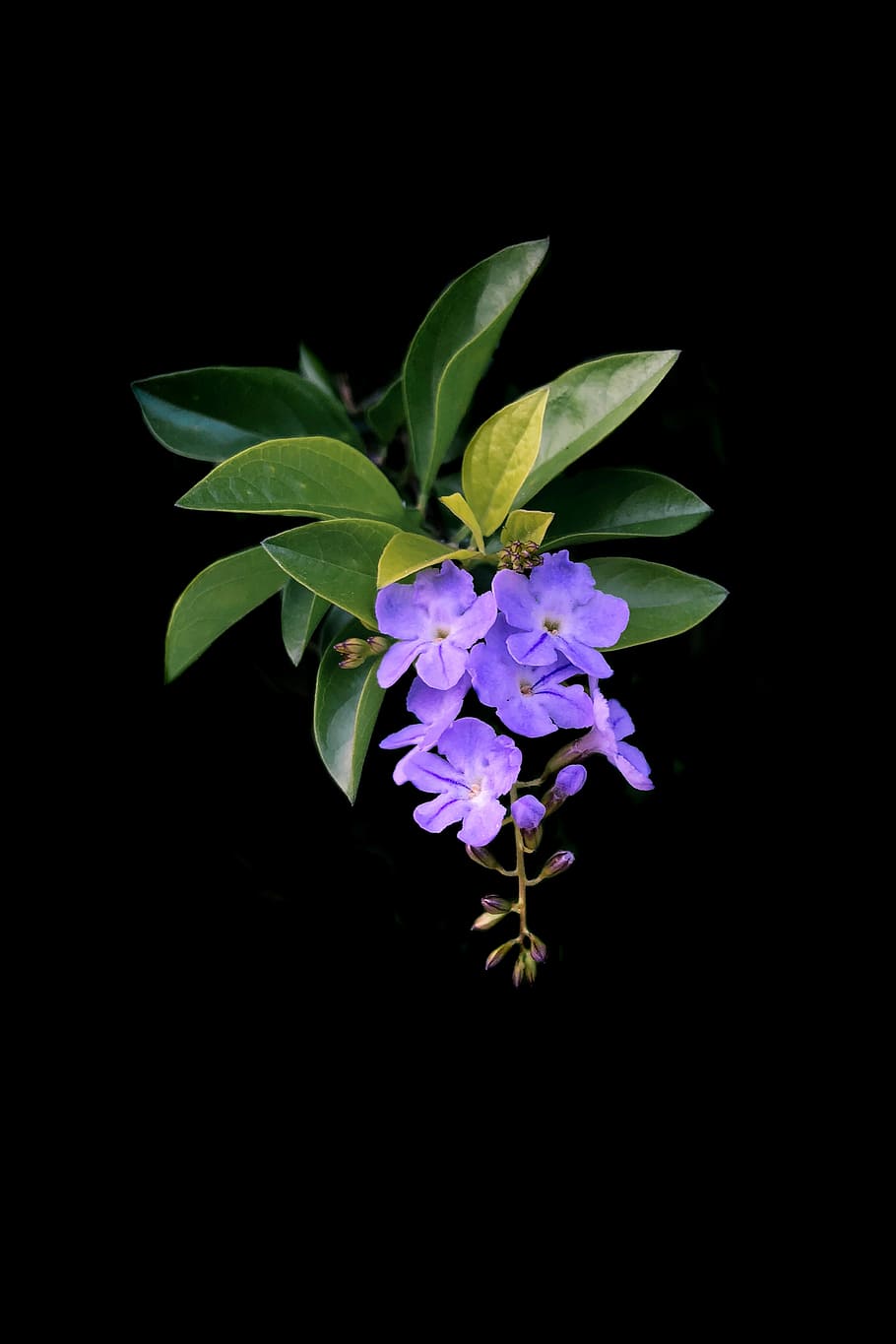 closeup photo of purple petaled flowers, selective focus photo of purple flowers HD wallpaper