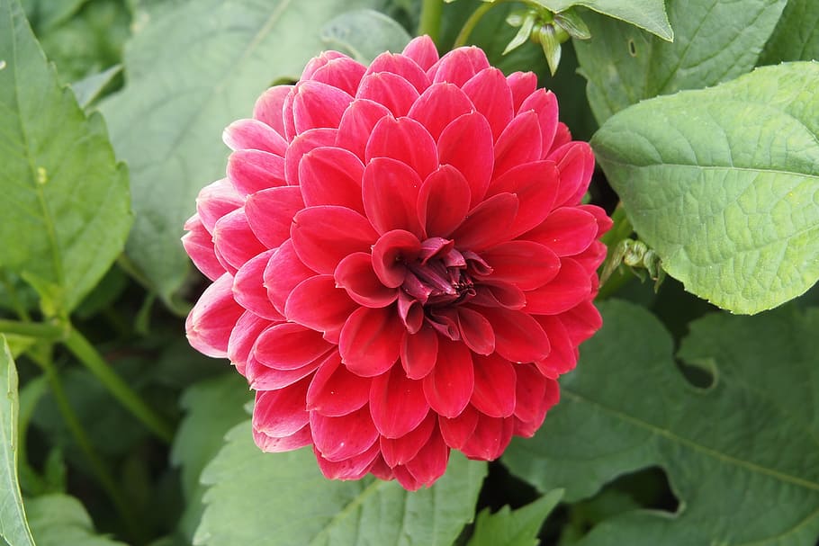 dahlia, red, flower, summer, bloom, blooming, blossom, autumn HD wallpaper