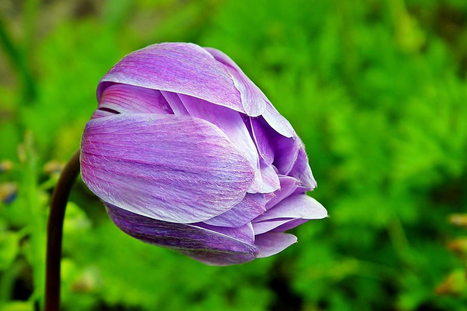 anemone, flower, thriving, spring, garden, purple, macro, nature, HD wallpaper