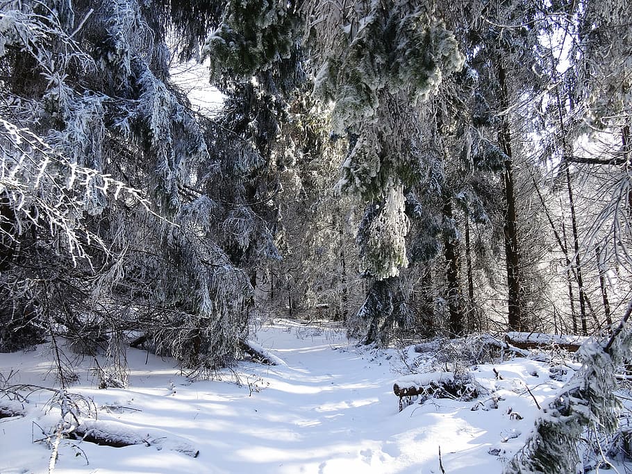 forest, tree, panorama, view, landscape, nature, poland, top view HD wallpaper