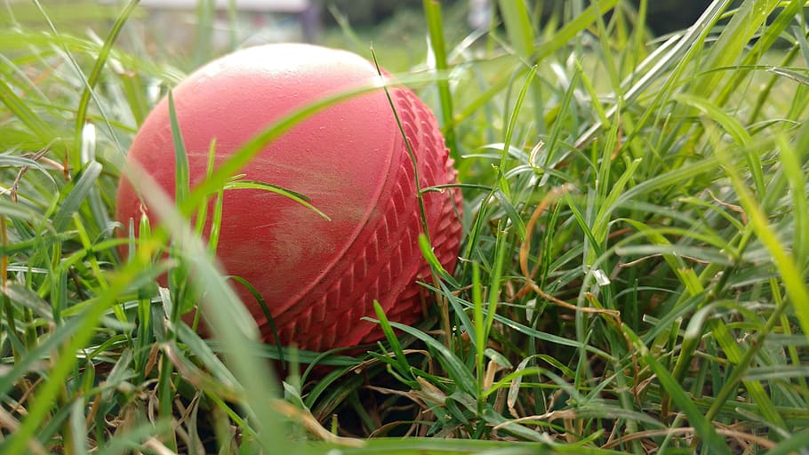 red cricket ball on grass, green, plant, green color, close-up HD wallpaper
