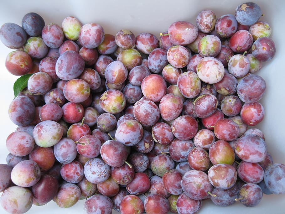 plums, fruit, harvest, tree, eat, purple, nature, food and drink HD wallpaper