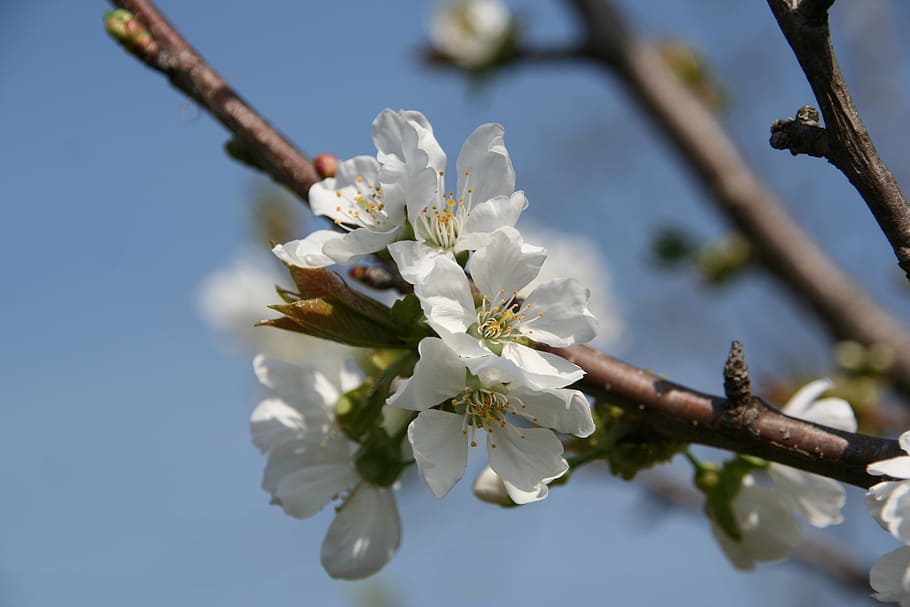 apple flower, spring, nature, flowering plant, vulnerability HD wallpaper