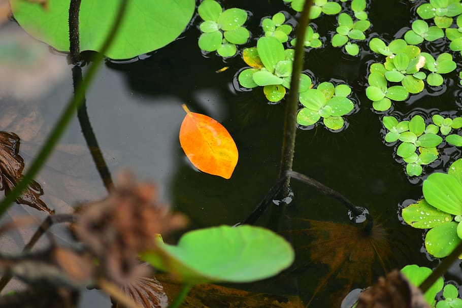 the leaves, pool, lake, water, leaf, plant part, nature, growth HD wallpaper