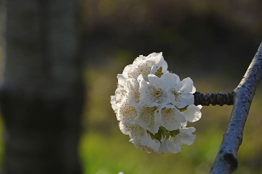 Cherry, Flower, Sprig, Spring, Nature, spring flowers, garden HD wallpaper
