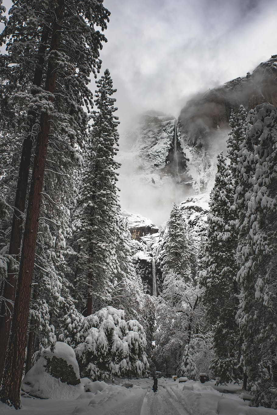 grayscale photography of pine trees, grayscale photo of snow-covered trees near hills HD wallpaper