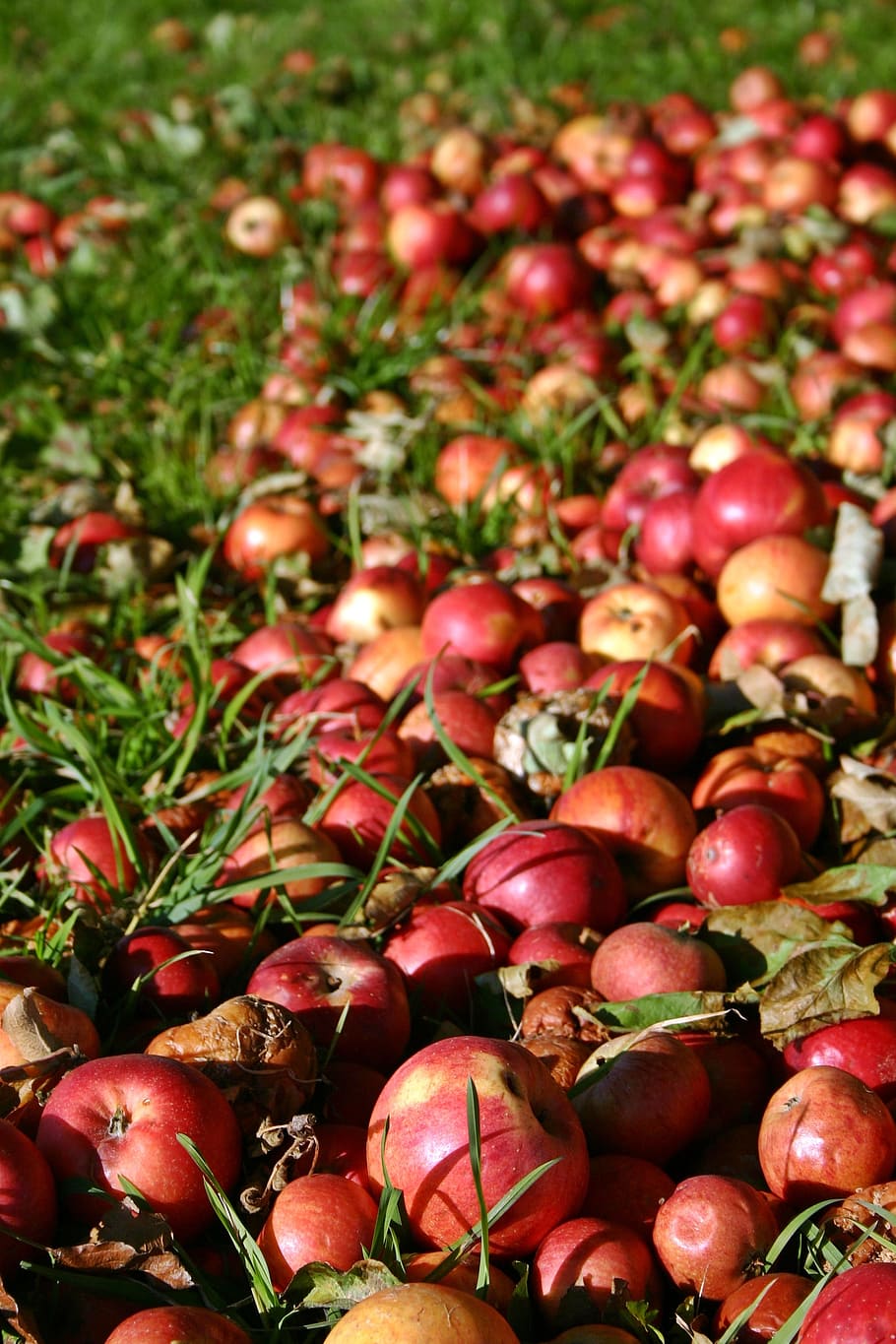 apple, red, windfall, autumn, red apple, fruit, late summer HD wallpaper