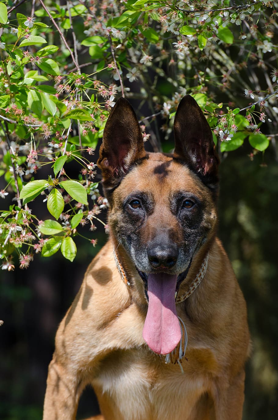 Malinois, Belgian Shepherd Dog, Portrait, friendly, attention