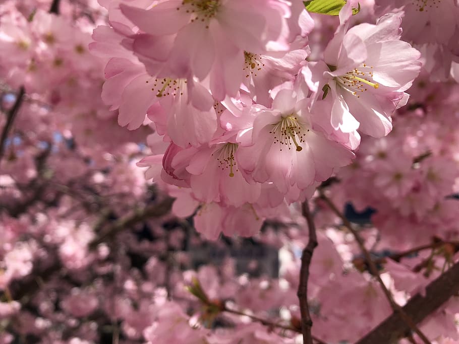cherry blossom, spring, tree, cherry tree, pink, bloom, nature HD wallpaper