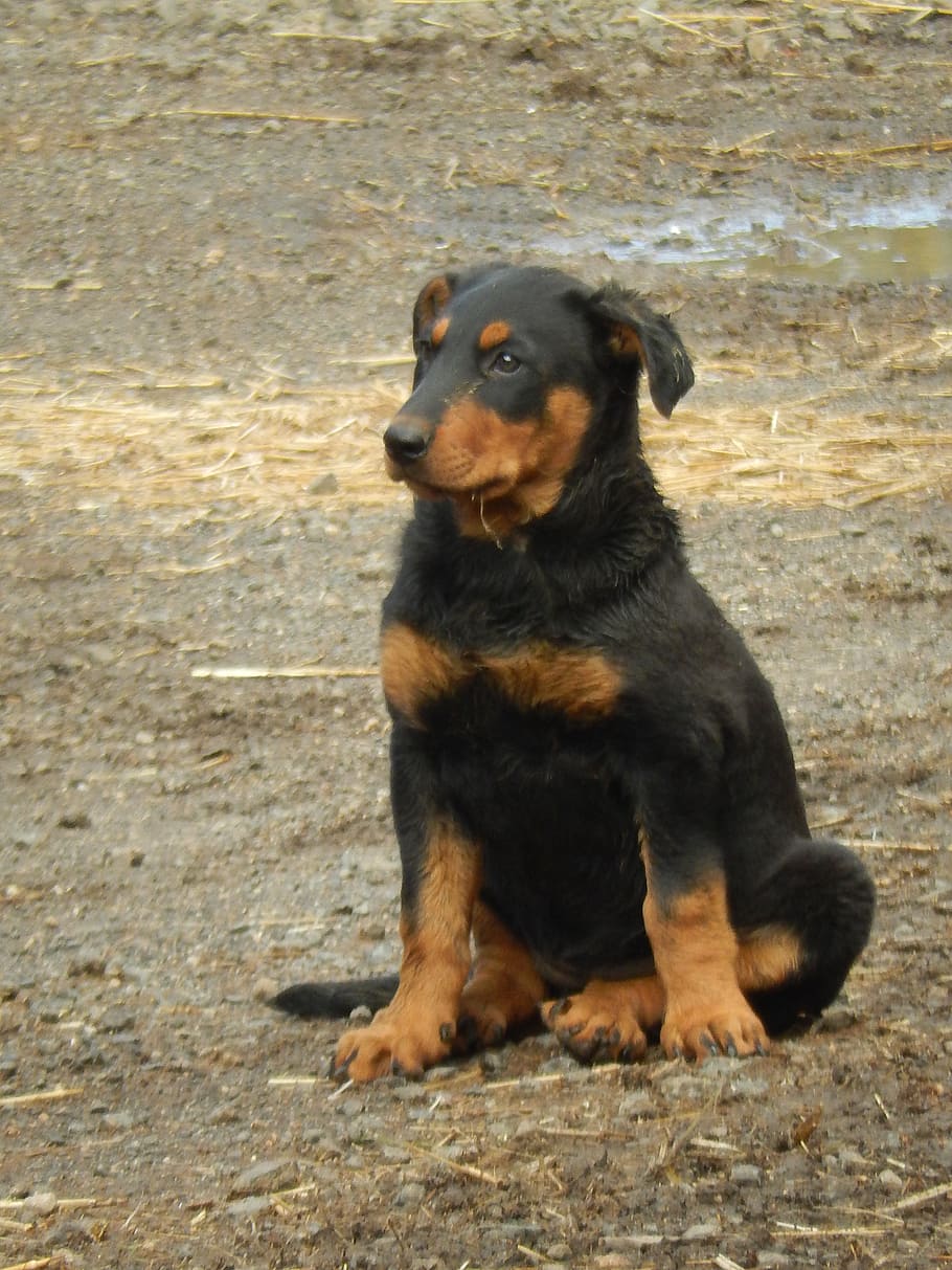 dog, race, animals, one animal, canine, pets, domestic, mammal HD wallpaper