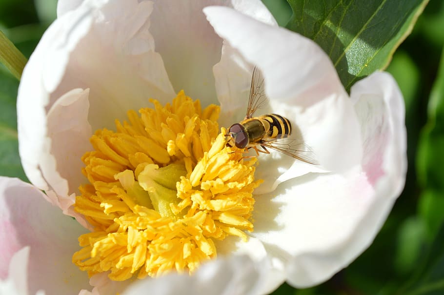 peony, white, wasp, nectar, flower, flowering plant, animal wildlife HD wallpaper