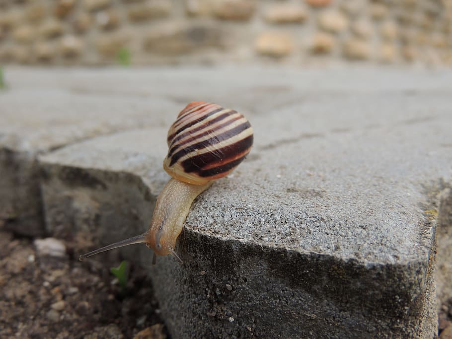 snail, conch, paving, macro, mollusk, animal, gastropod, shell HD wallpaper