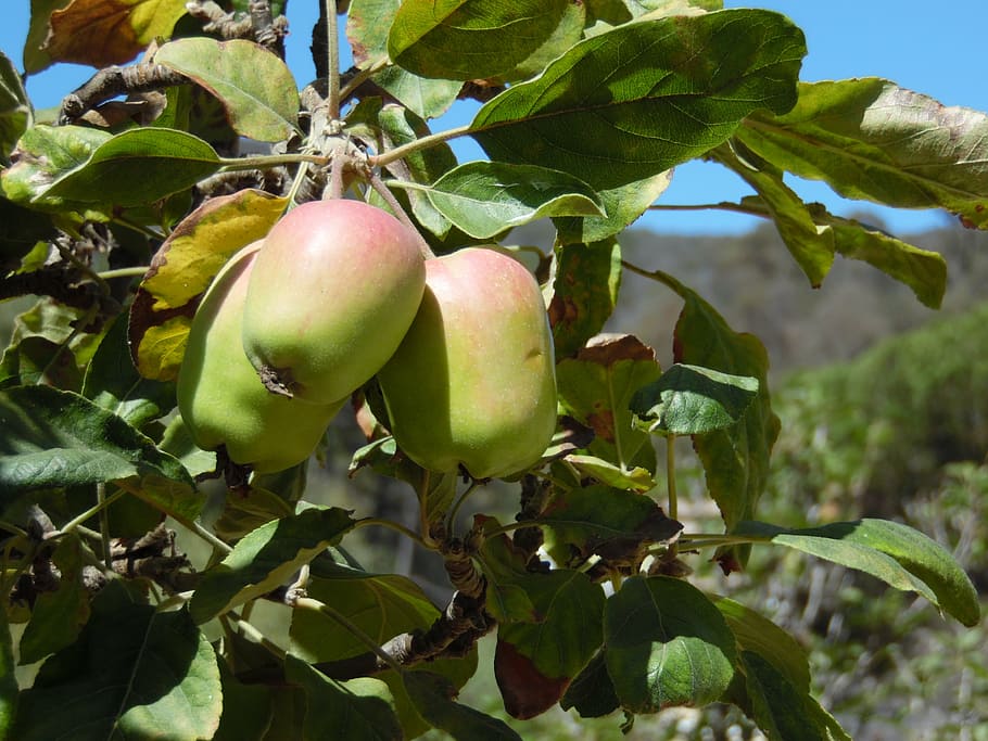 apples, harvest, tree, orchard, leaves, plant, food and drink HD wallpaper