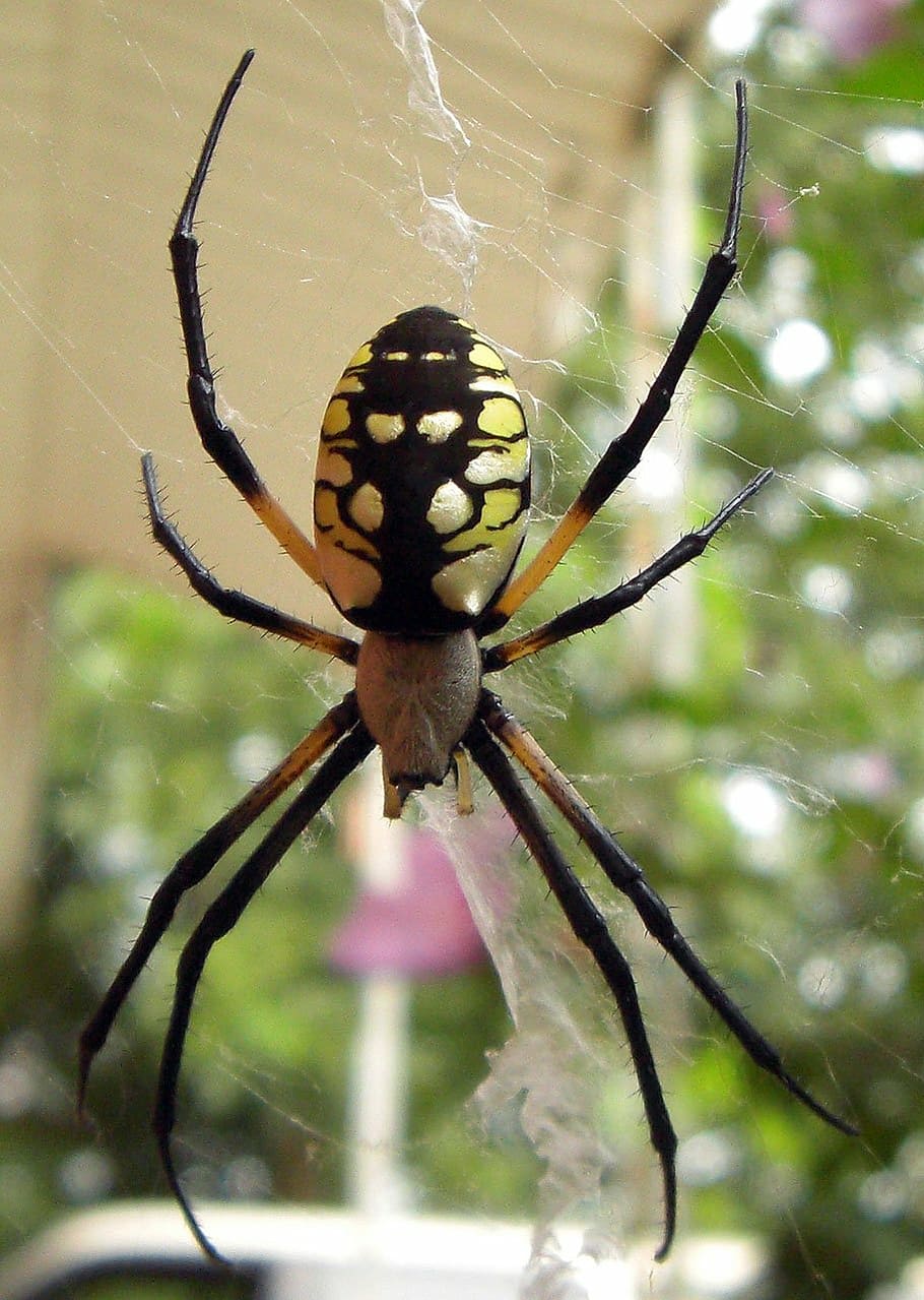 spider, bug, insect, garden, web, invertebrate, animal themes HD wallpaper