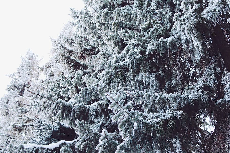 wintry, winter, landscape, snow, snowy, winter magic, evening sky HD wallpaper