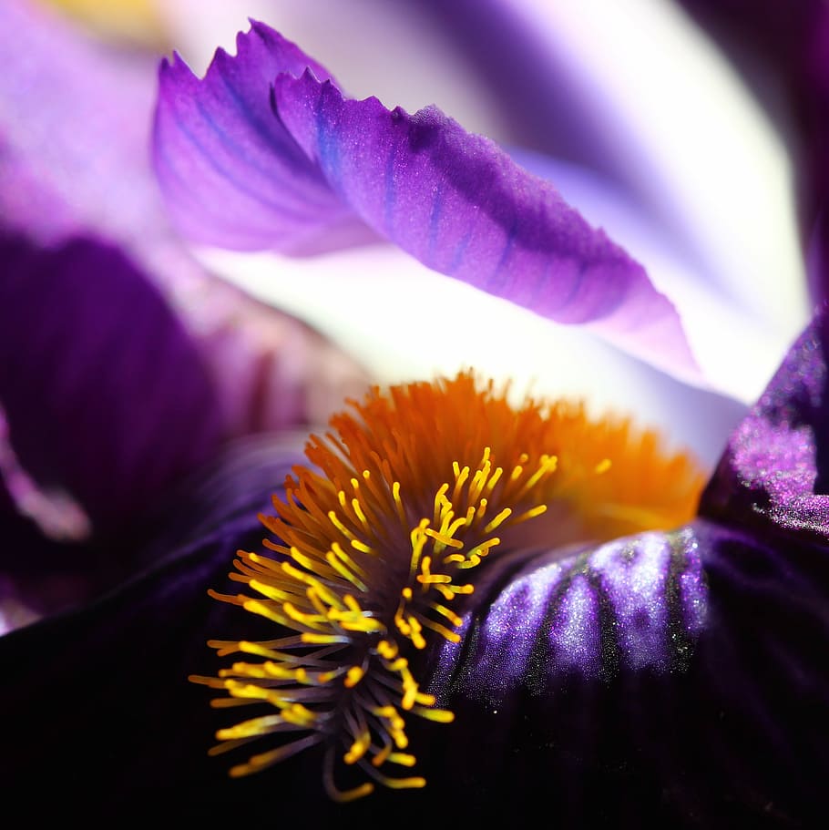 flower, closeup, macro, nature, plant, detail of, green, summer HD wallpaper