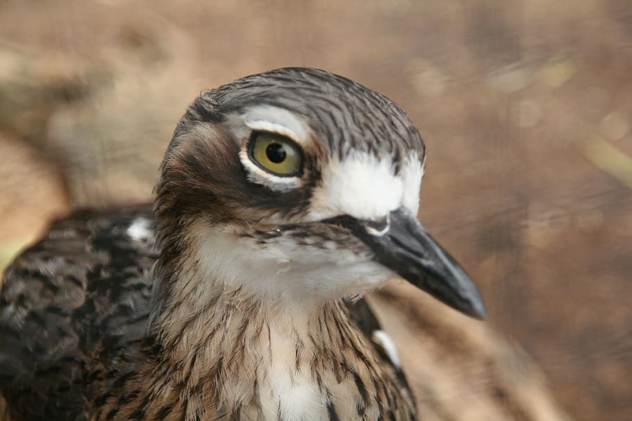 bird, eyeball, watching, zoo, park, animal themes, animal wildlife HD wallpaper
