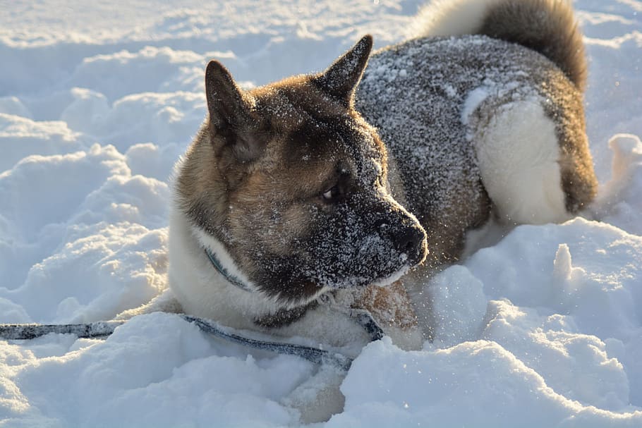 dog, winter, pet, animal, snow, fun, white, canine, outdoors, HD wallpaper