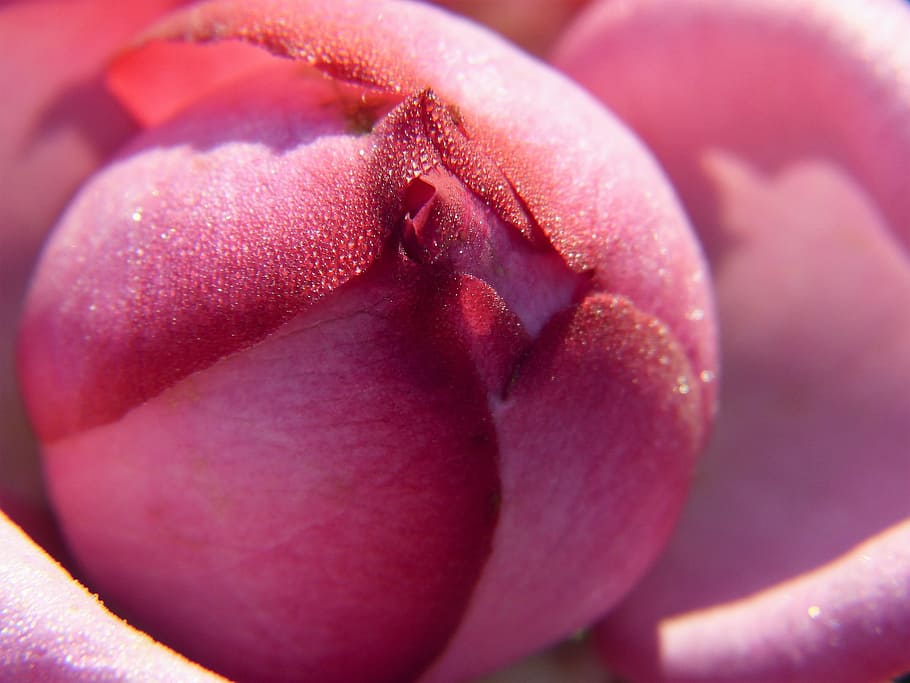 pink rose flower close-up photography, blossom, bloom, bud, rosebud, HD wallpaper