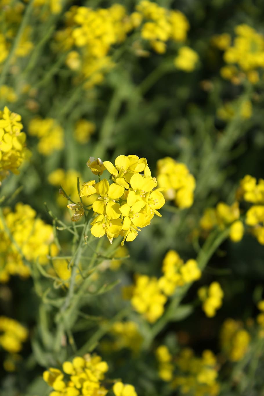 Rape, Yellow, Plant, flower, nature, oilseed rape, growth, flowering plant HD wallpaper