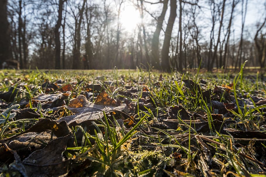 sun, nature, back light, sky, winter, sunrise, plant, land HD wallpaper