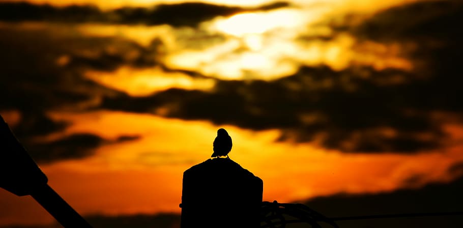 silhouette of bird during sunset, silhouette of bird under cloudy sunset sky HD wallpaper