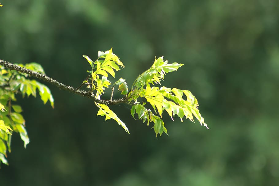 tree, blur, nature, leaf, plant, plant part, growth, green color HD wallpaper
