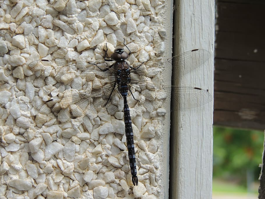 nature, dragonfly, flying insect, invertebrate, animals in the wild HD wallpaper
