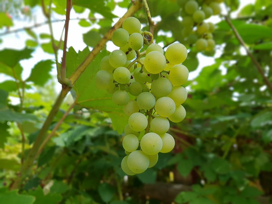 wine, grapes, summer, vine, fruit, healthy eating, growth, plant HD wallpaper