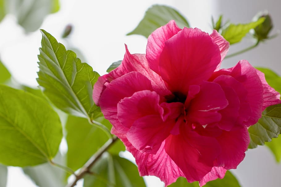 hibiscus, flower, flowering plant, freshness, beauty in nature HD wallpaper