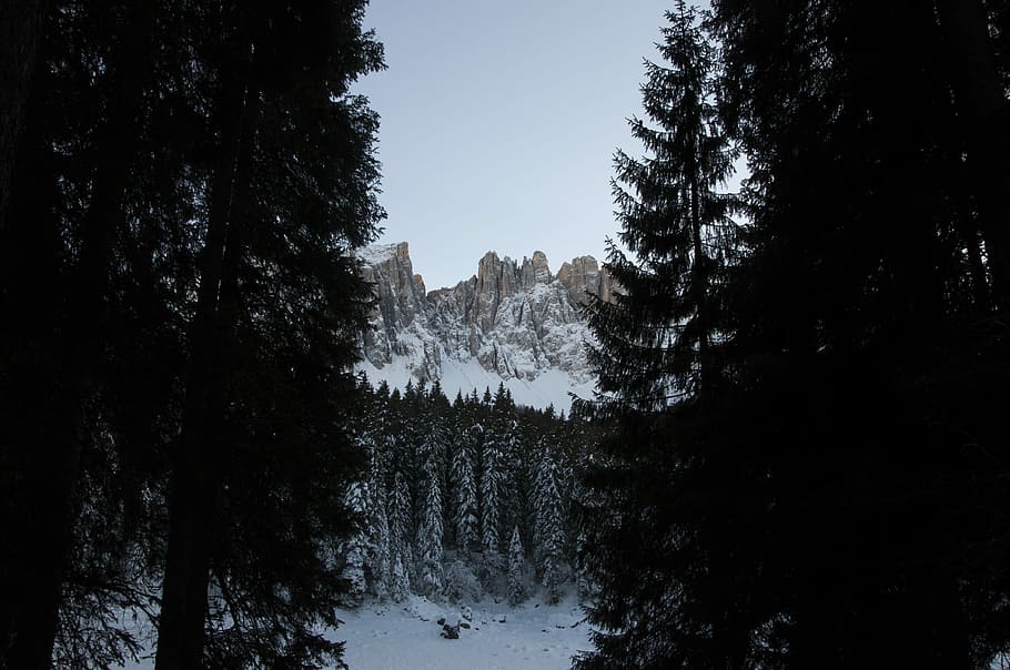 photo of snow capped mountain taken in between pine trees silhouette, pine trees on glacier mountain at daytime HD wallpaper