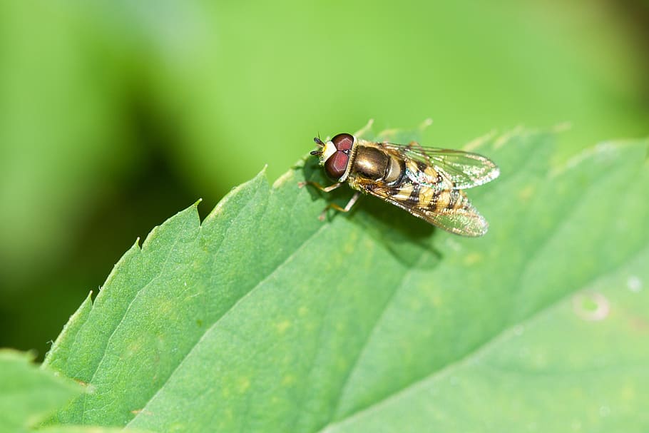 fly, hoverfly, bug, animal, insect, plant, leaf, sitting, tab, HD wallpaper