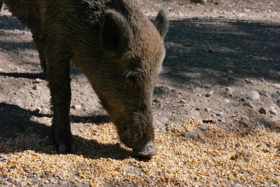 boar, bache, sow, animal themes, one animal, mammal, animal wildlife HD wallpaper