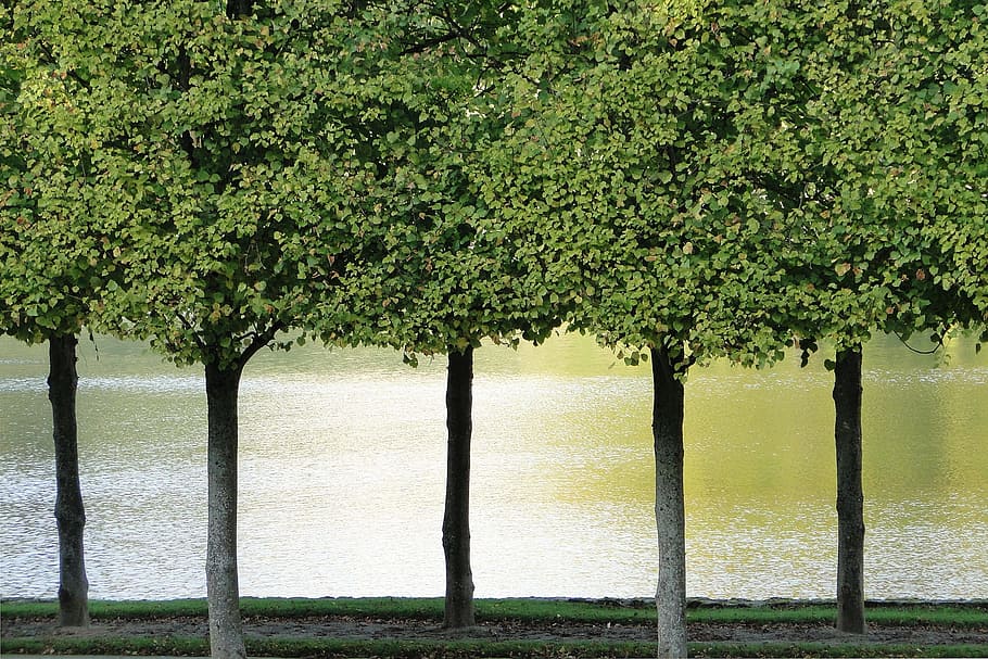 trees, reflections, water, nature, pond, landscape, mirror HD wallpaper