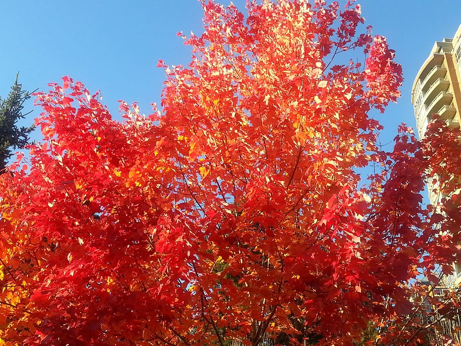 maple leafe, colour, red, nature, low angle view, tree, growth HD wallpaper
