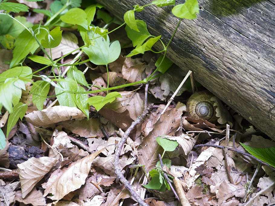 Snail, Leaves, nature, leaf, green Color, high angle view, day HD wallpaper