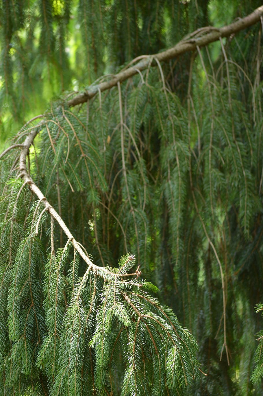 Bough, Bend, Pine, nature, forest, tree, outdoors, woodland HD wallpaper