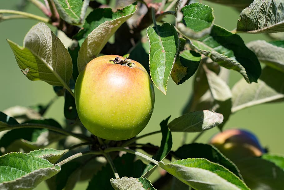 apple, bio, bio apple, garden, in the garden, vegetable garden HD wallpaper