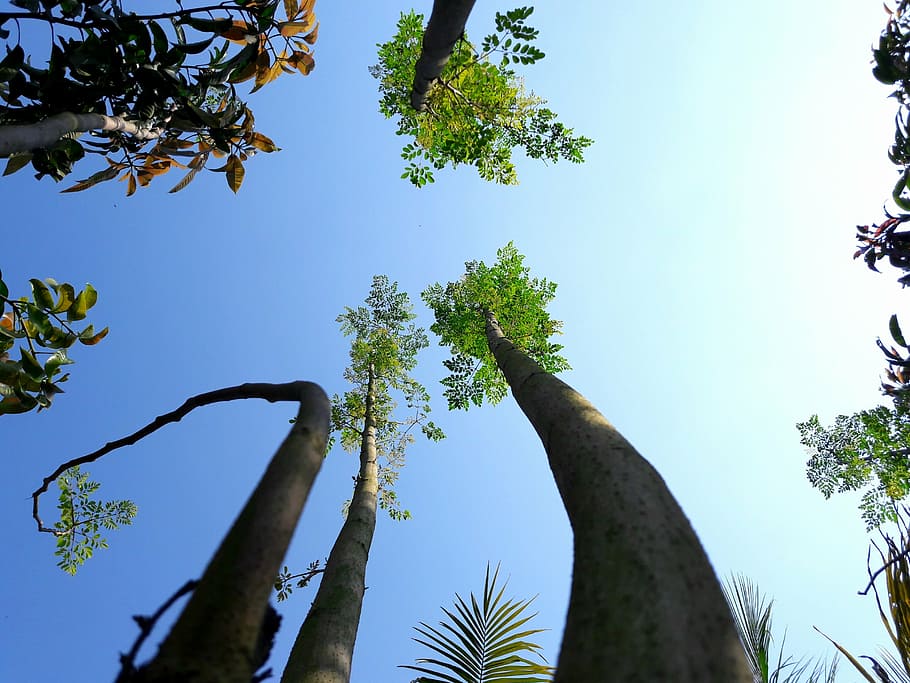 sky, trees, blue, nature, forest, branch, outdoors, leaf, plant HD wallpaper