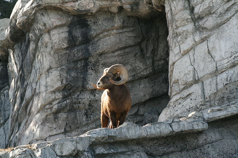 ram, canada, animals, wildlife, horn, sheep, mountain, one animal HD wallpaper