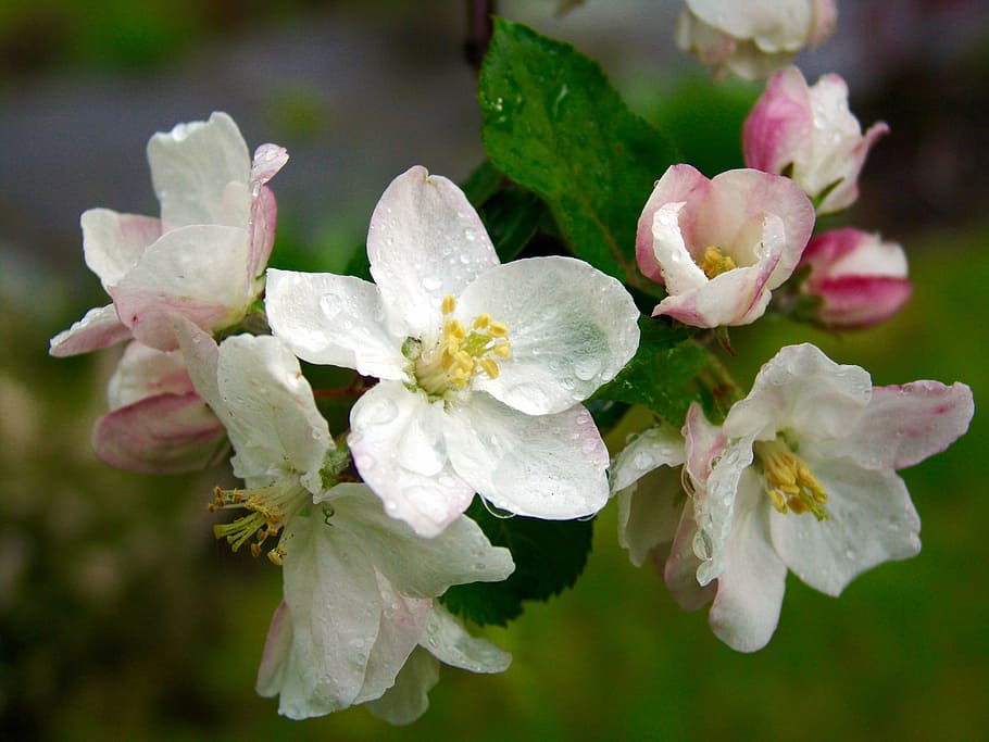 Cherry Blossom, Spring, Bloom, flowering trees, bush, garden HD wallpaper