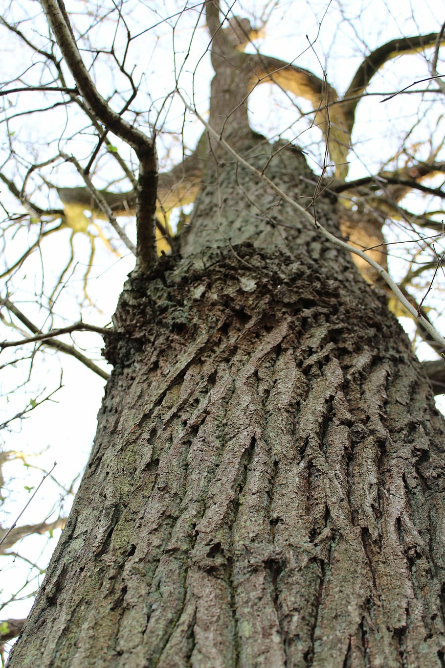 log, bark, nature, tree bark, aesthetic, tribe, tree Trunk HD wallpaper