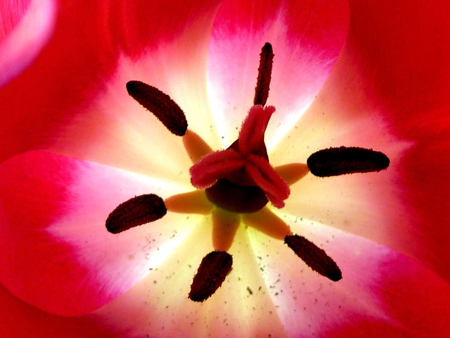 tulip, inside, up-close, color, flower, red, flowering plant HD wallpaper